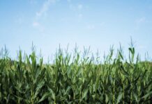 Maize Farmers in South Africa Will Benefit from New Agritech Innovation.