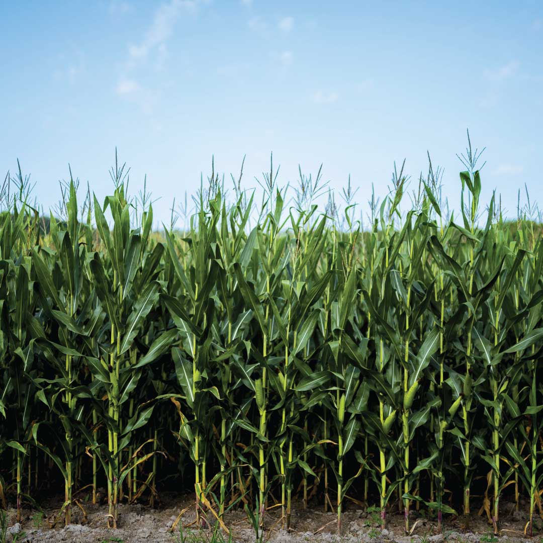 Maize Farmers in South Africa Will Benefit from New Agritech Innovation.