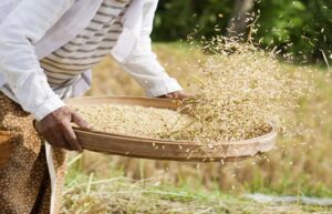 Nigeria Partners With Swiss Manufacturer Bühler To Increase Rice Production