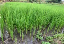 CSIR-CRI's Pest Management Technology revolutionises rice production in Ghana