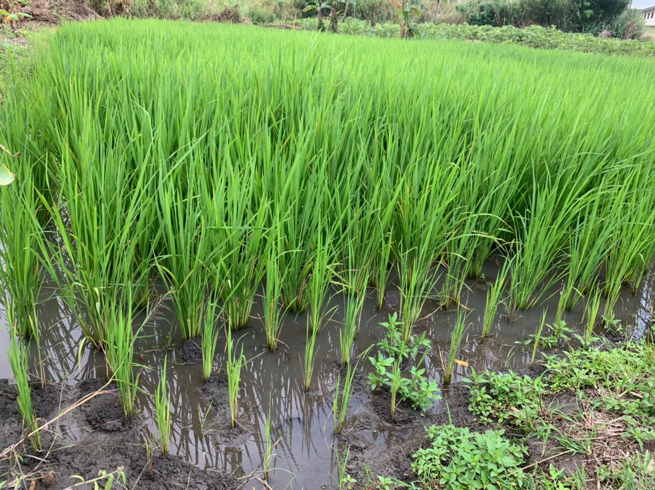 CSIR-CRI's Pest Management Technology revolutionises rice production in Ghana