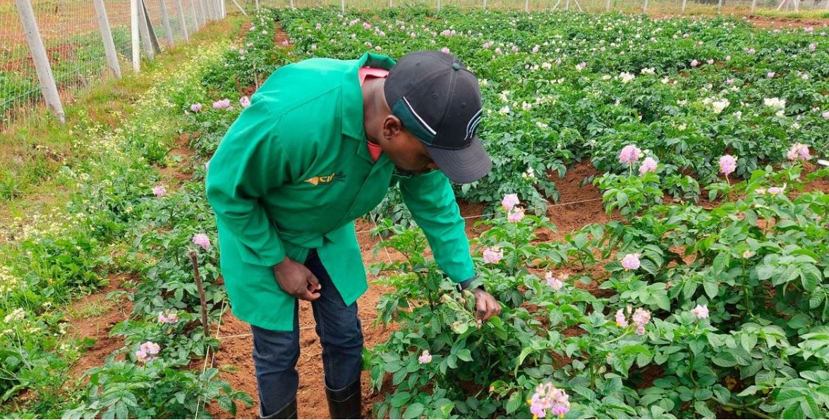 Kenyan potato farmers to benefit from GM potato variety