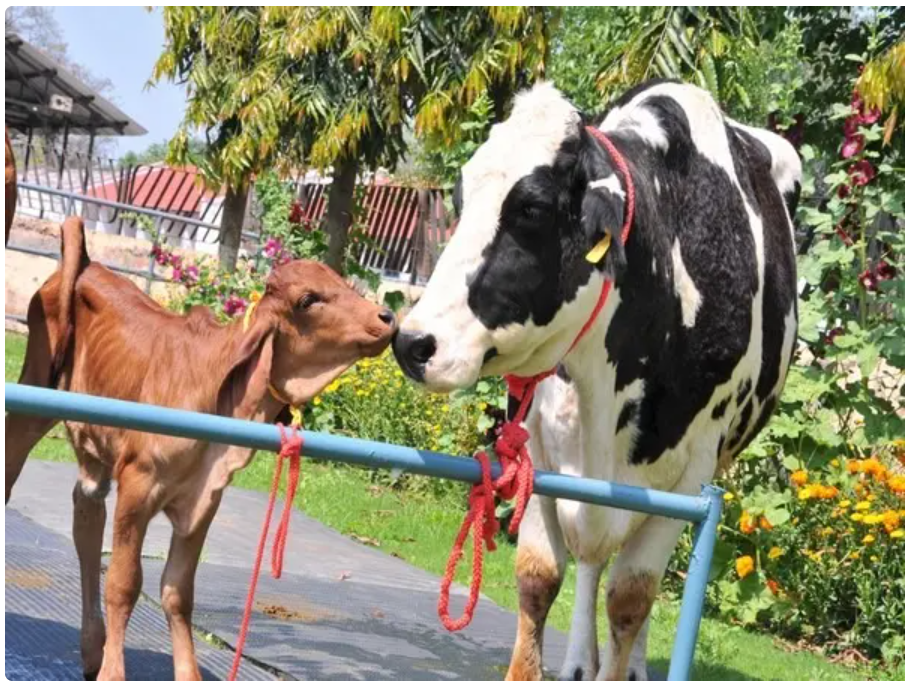 University of Edinburgh, ILRI renew MOU on livestock systems research