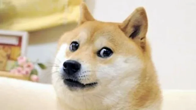 Kabosu, face behind Doge Meme and Dogecoin passes away