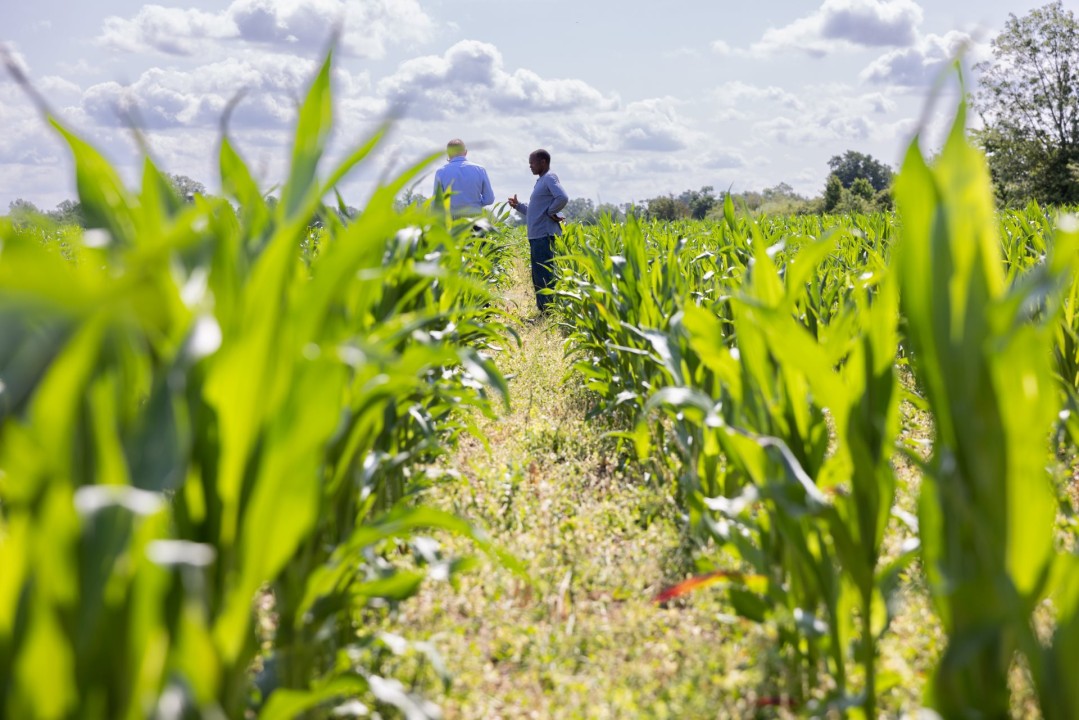 Nigerian government plans web app to train more farmers