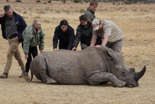 South Africa combats rhino poaching with nuclear technology