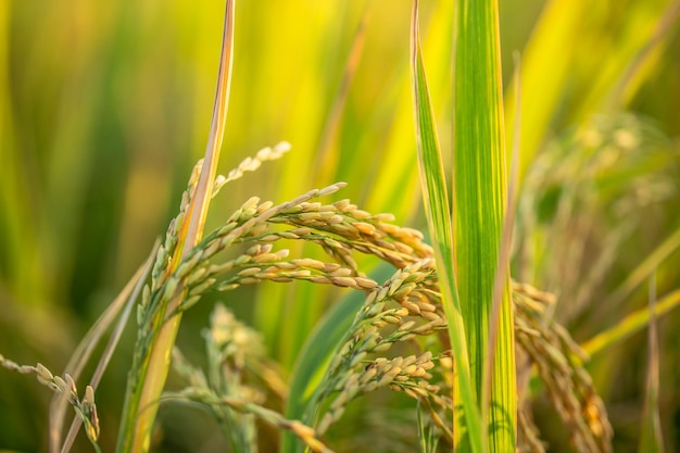 Ghana-Israel partnership eyes innovation in farming and renewable energy